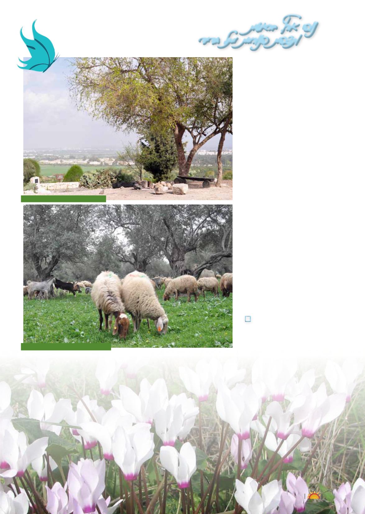 Page Background